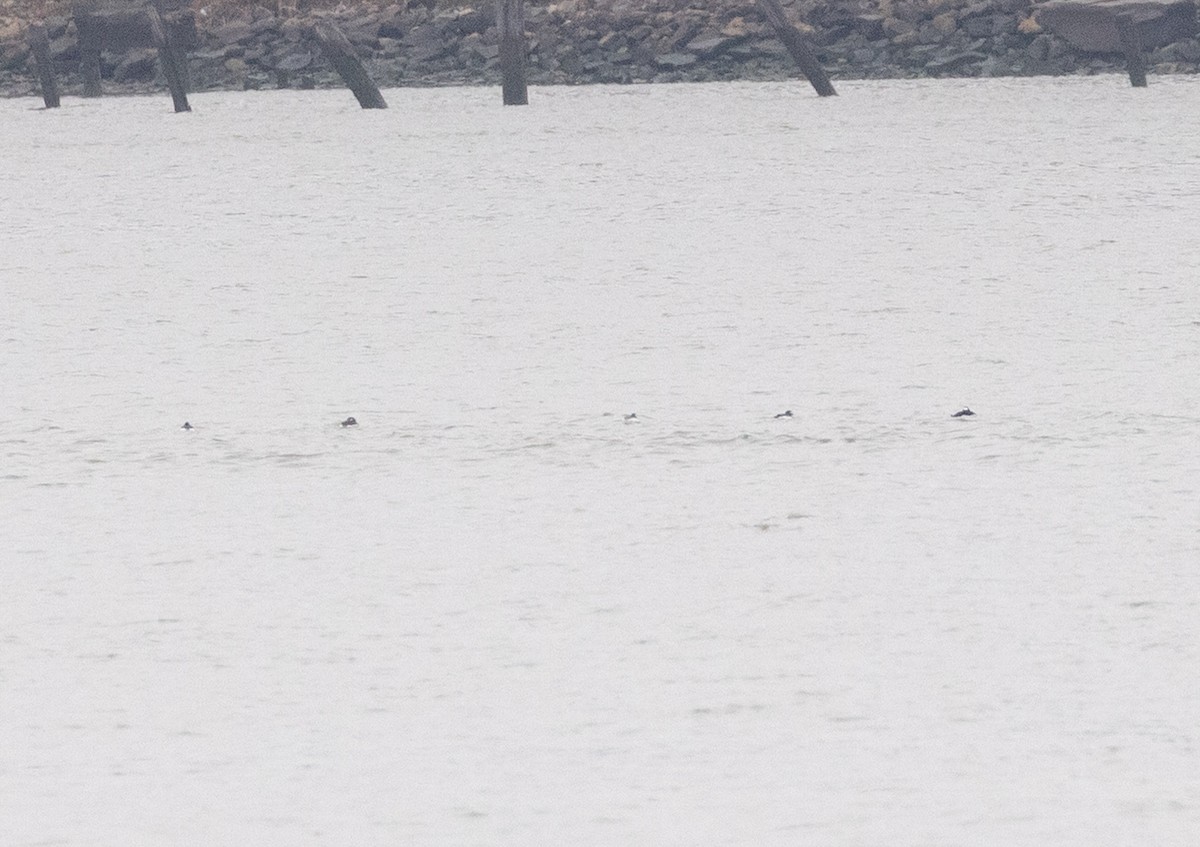 Surf Scoter - ML633329649
