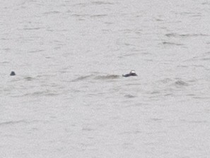 Surf Scoter - ML633329650