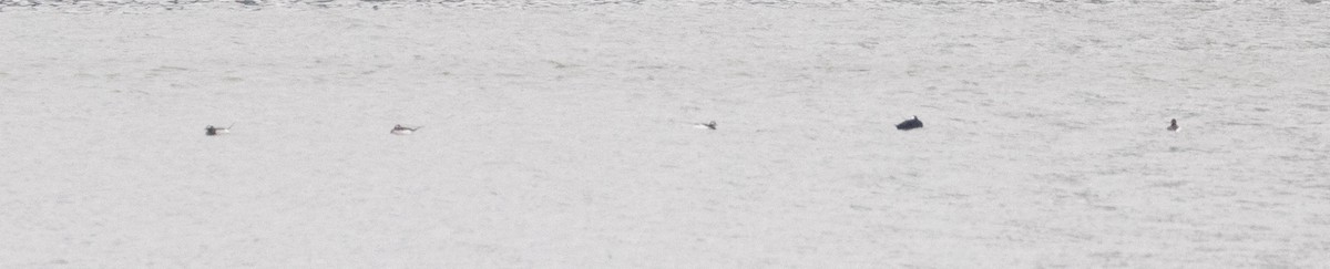 Surf Scoter - ML633329651