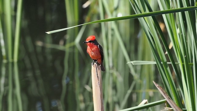 Vermilion Flycatcher - ML633329656