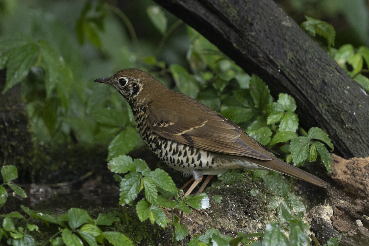 Long-tailed Thrush - ML633329677