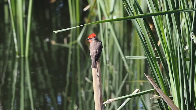 Vermilion Flycatcher - ML633329680