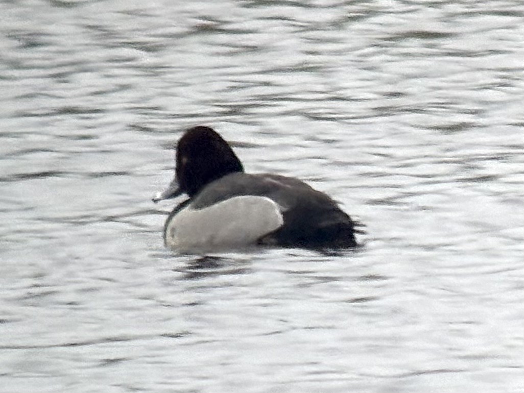 Redhead x Ring-necked Duck (hybrid) - ML633329686