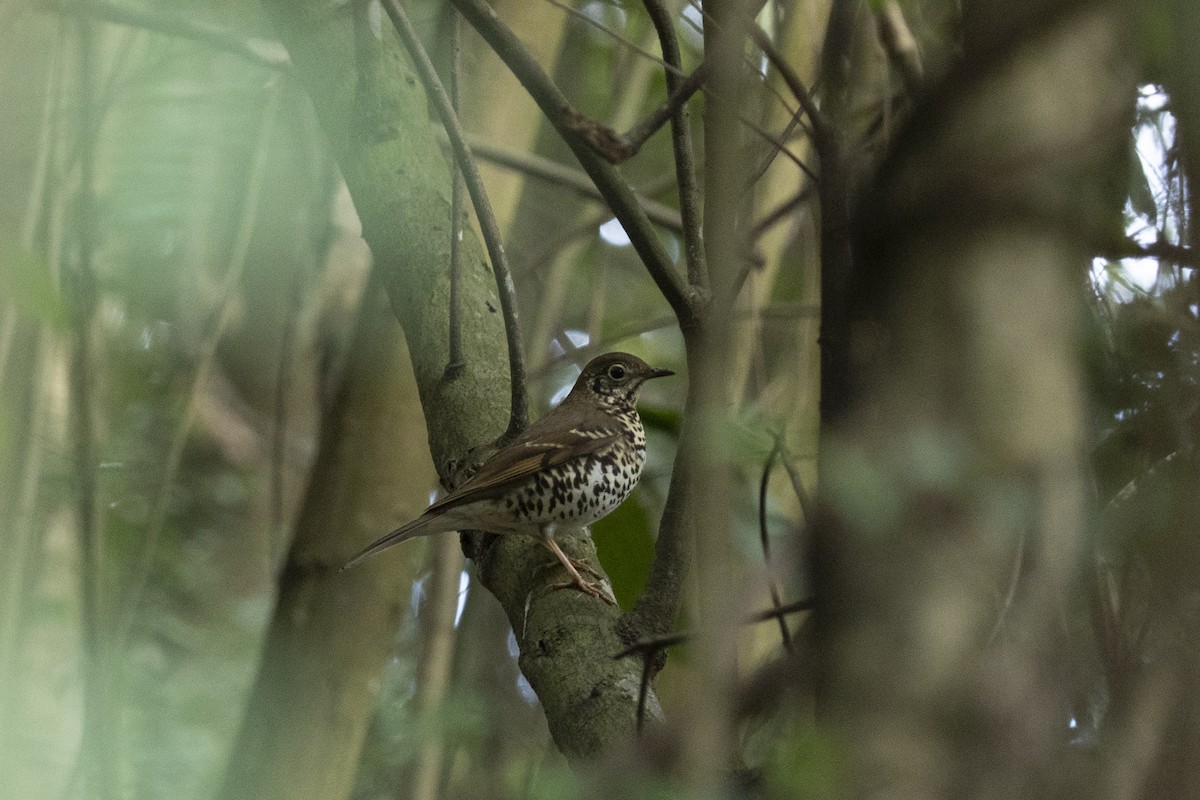 Long-tailed Thrush - ML633329705