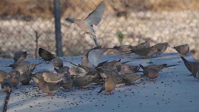 Mourning Dove - ML633329792