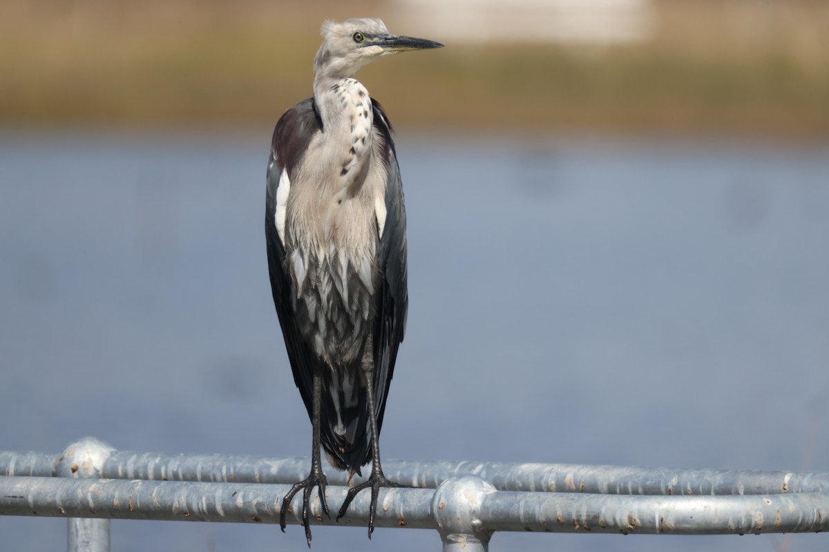 Pacific Heron - GEOFFREY SHINKFIELD