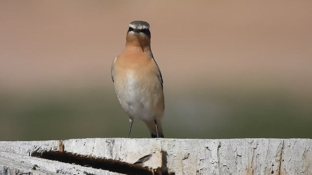 ハシグロヒタキ - ML633329900