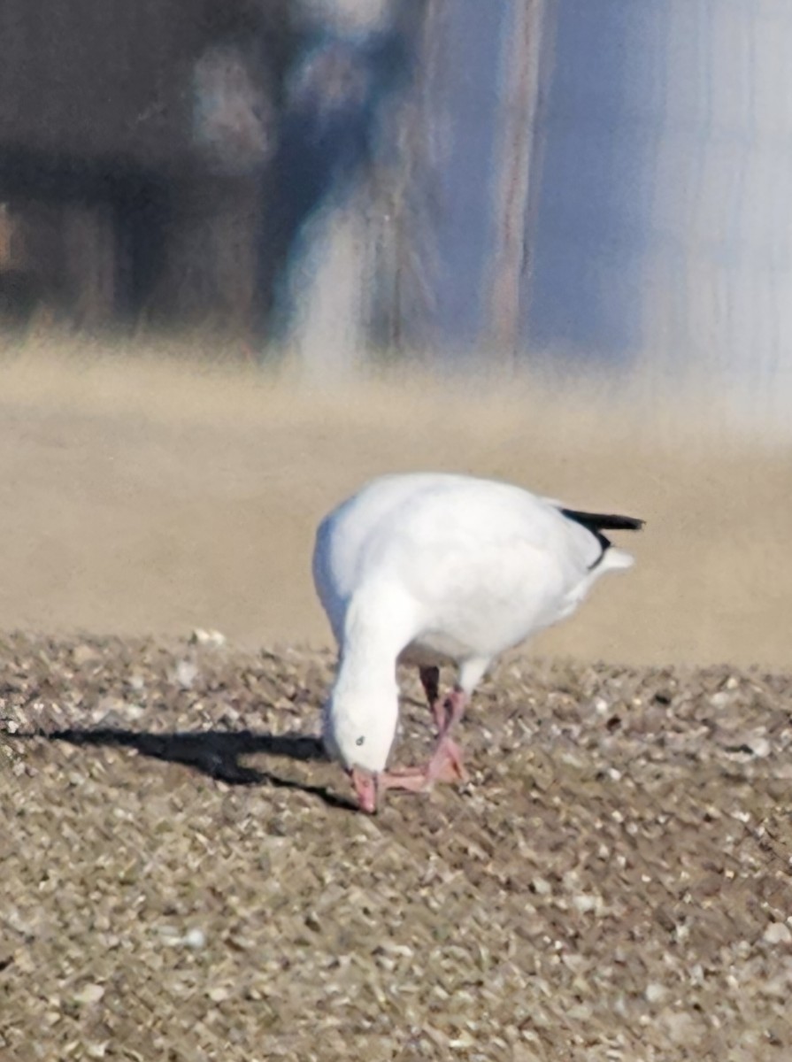 Snow x Ross's Goose (hybrid) - ML633330051