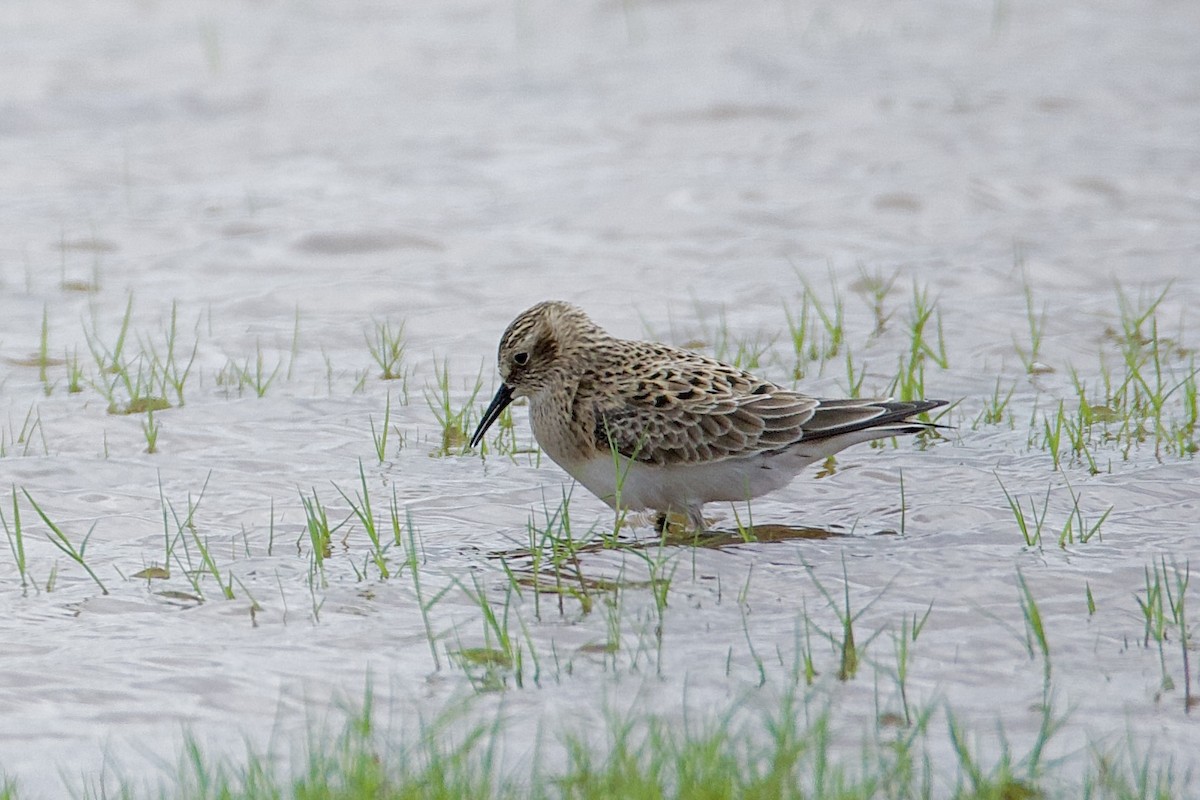 Baird's Sandpiper - ML633330123