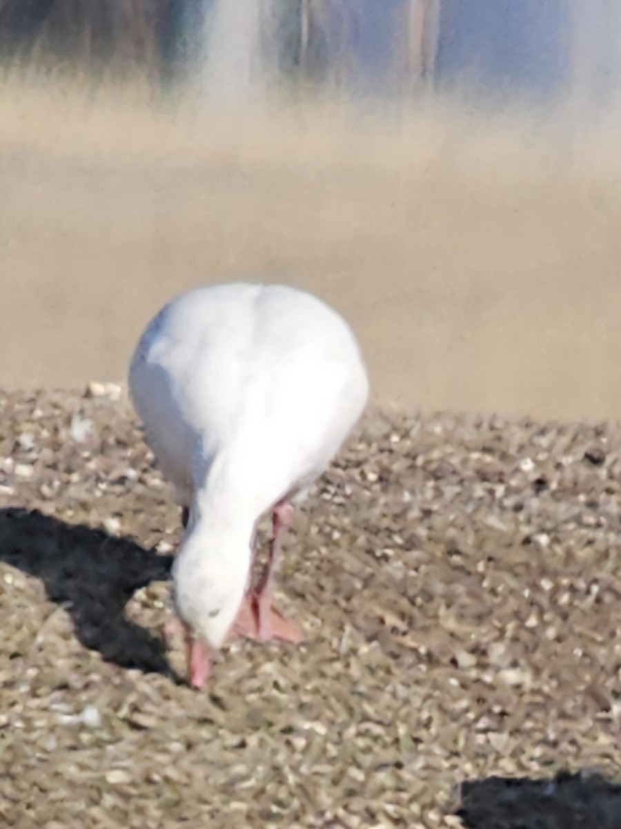 Snow x Ross's Goose (hybrid) - ML633330128