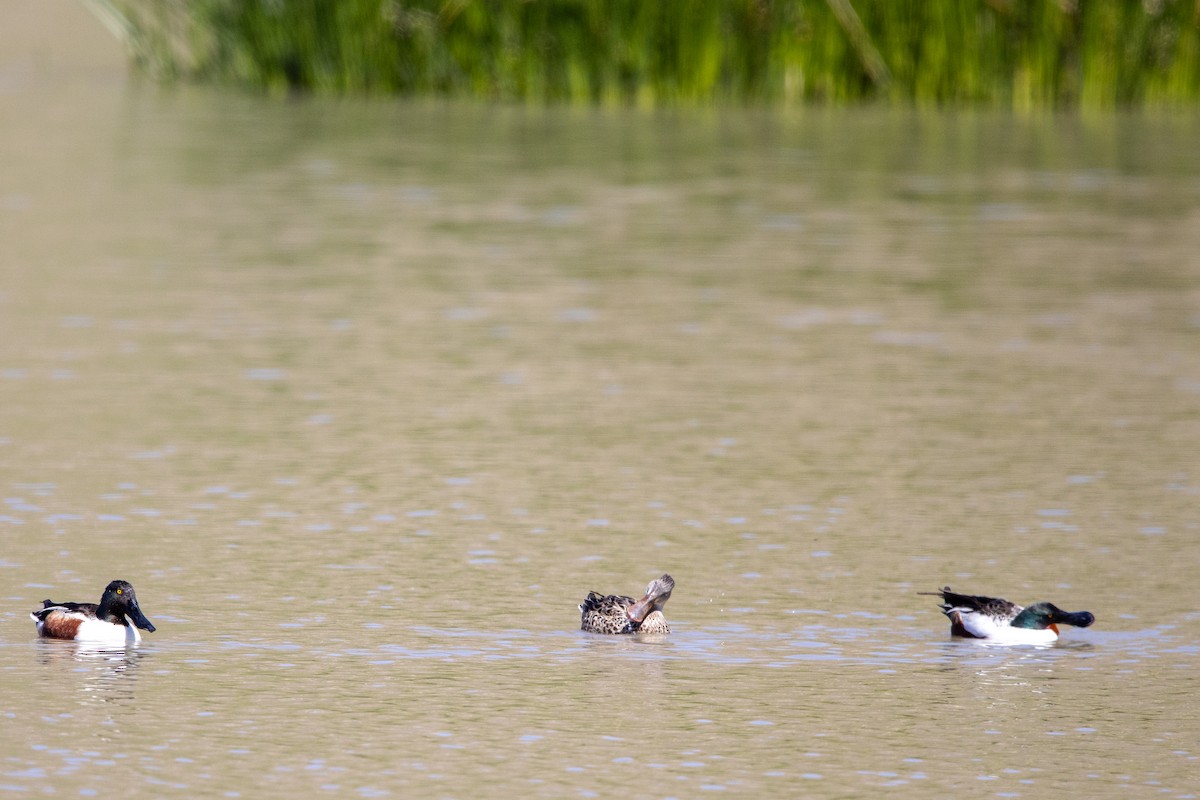 Northern Shoveler - ML633330135