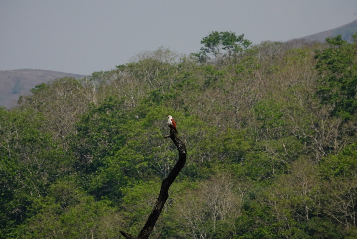 Brahminy Kite - ML633330153