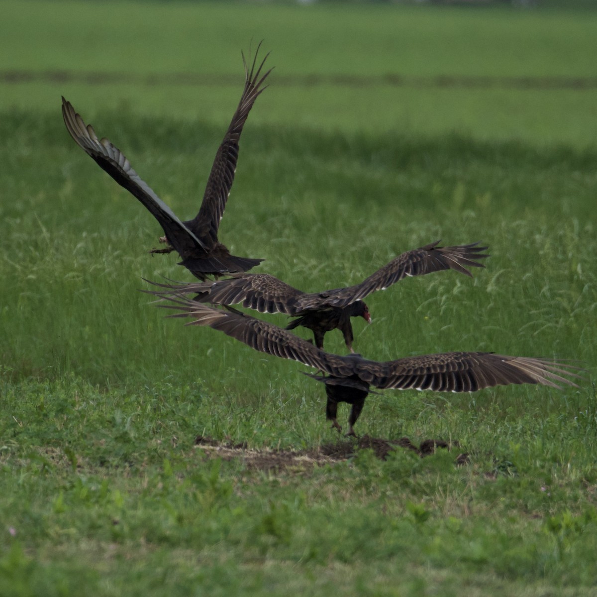 Turkey Vulture - ML633330181