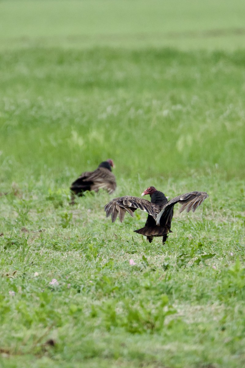 Turkey Vulture - ML633330182
