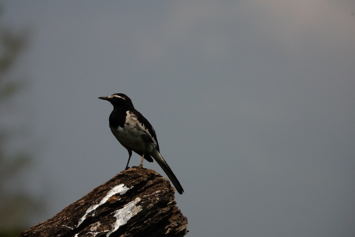 White-browed Wagtail - ML633330202
