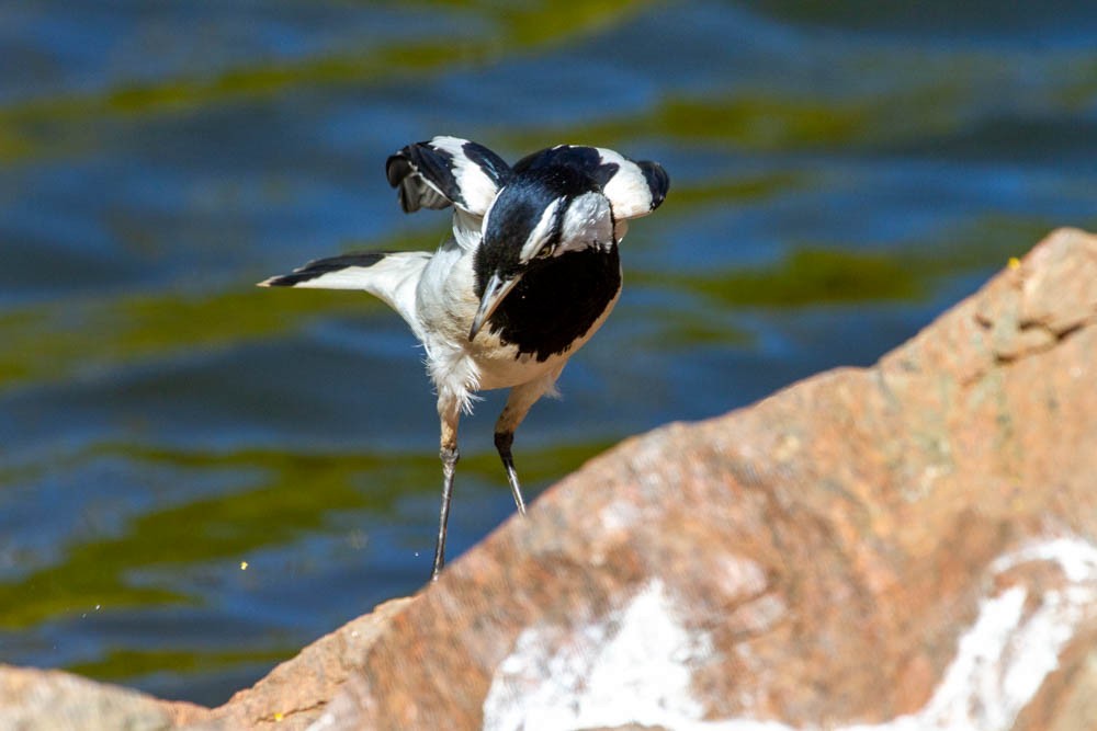 Magpie-lark - ML633330255