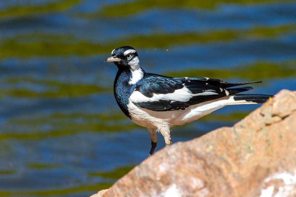 Magpie-lark - ML633330257
