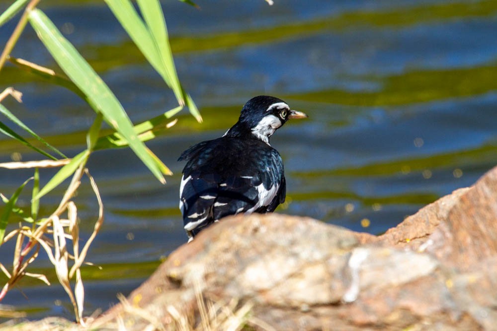 Magpie-lark - ML633330258