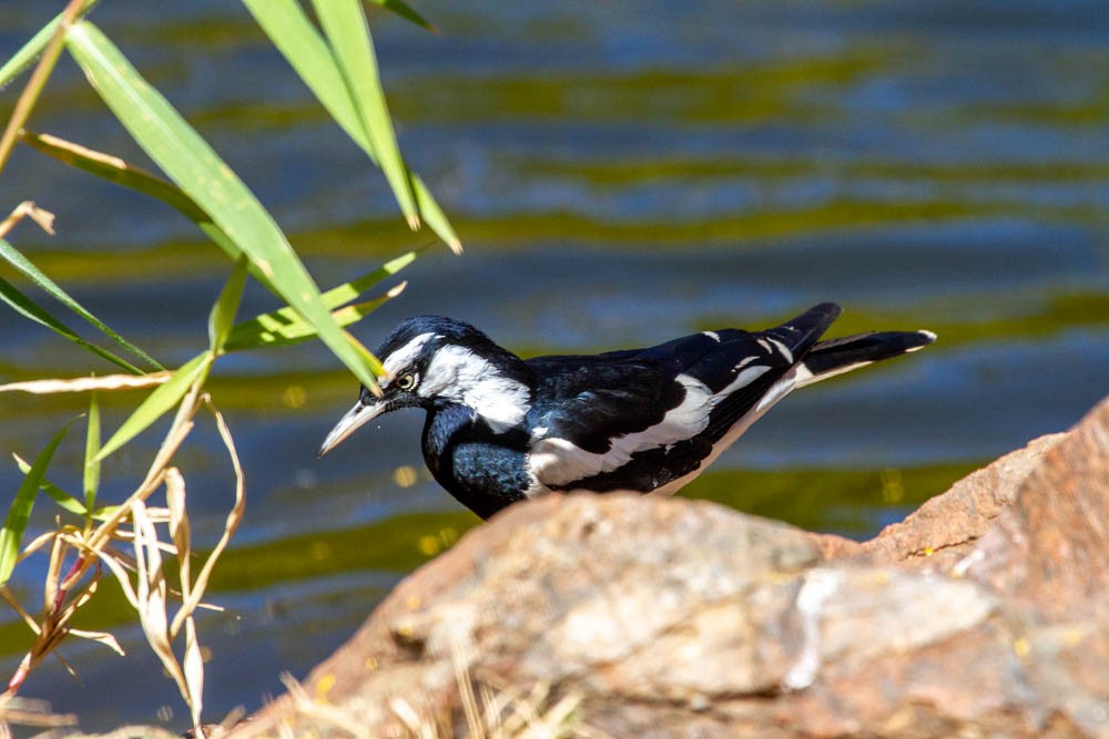 Magpie-lark - ML633330259