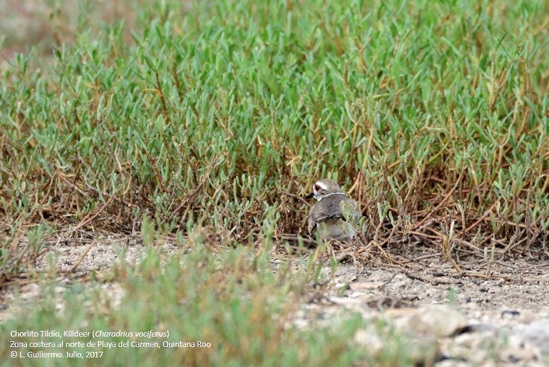 Killdeer - ML63333041