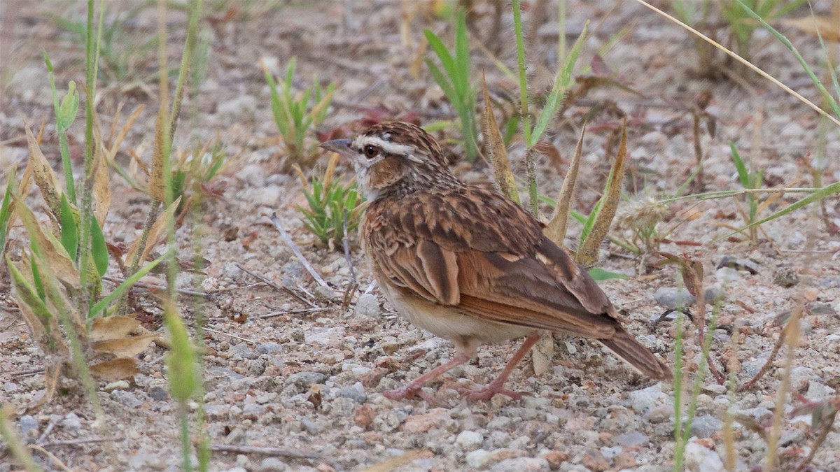 Fawn-colored Lark (Foxy) - ML633330421