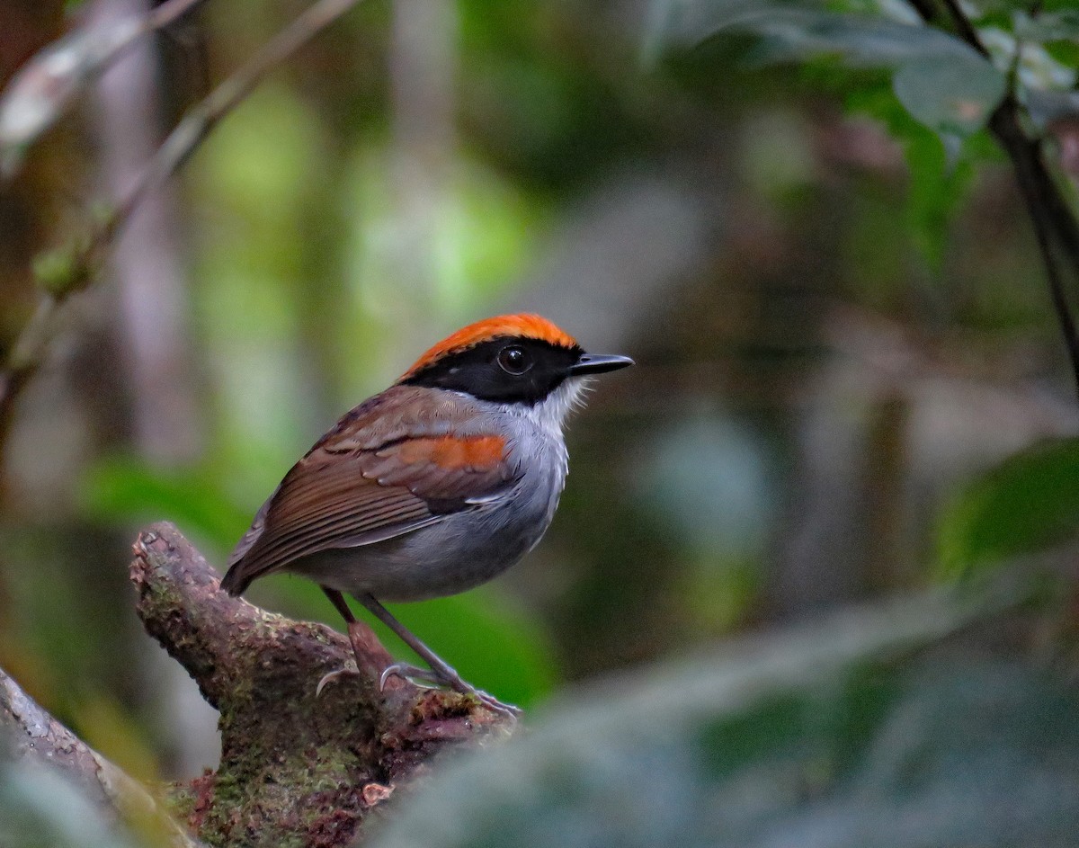 Black-cheeked Gnateater - ML633330452