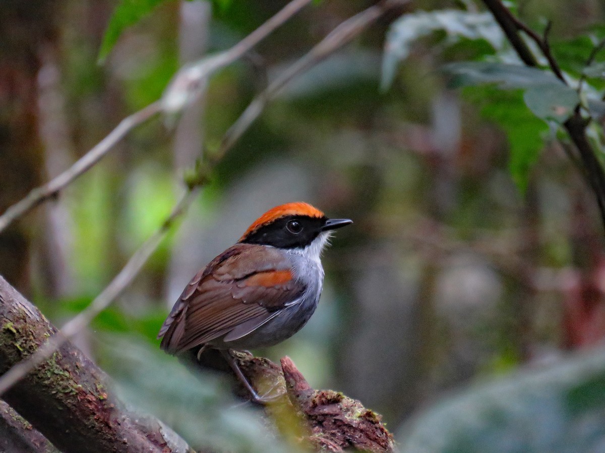 Black-cheeked Gnateater - ML633330453