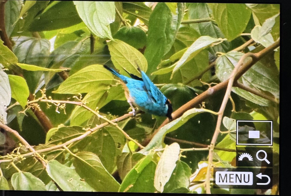 Golden-naped Tanager - ML633330459
