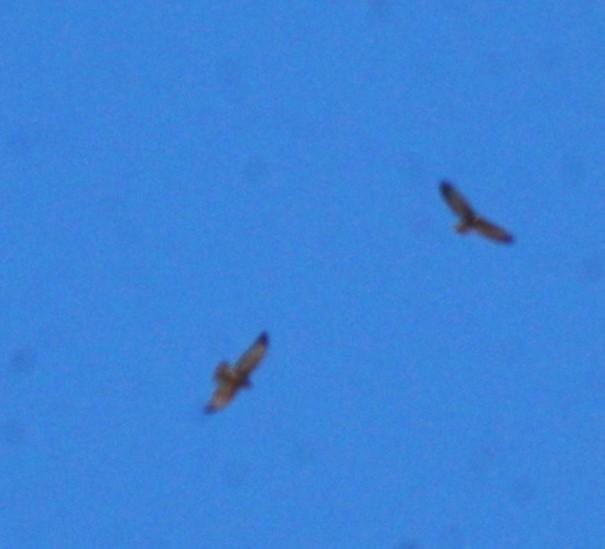 Variable Hawk - Reynaldo Valdivia Reyes