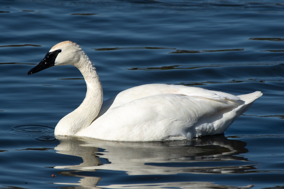 Trumpeter Swan - ML633330539