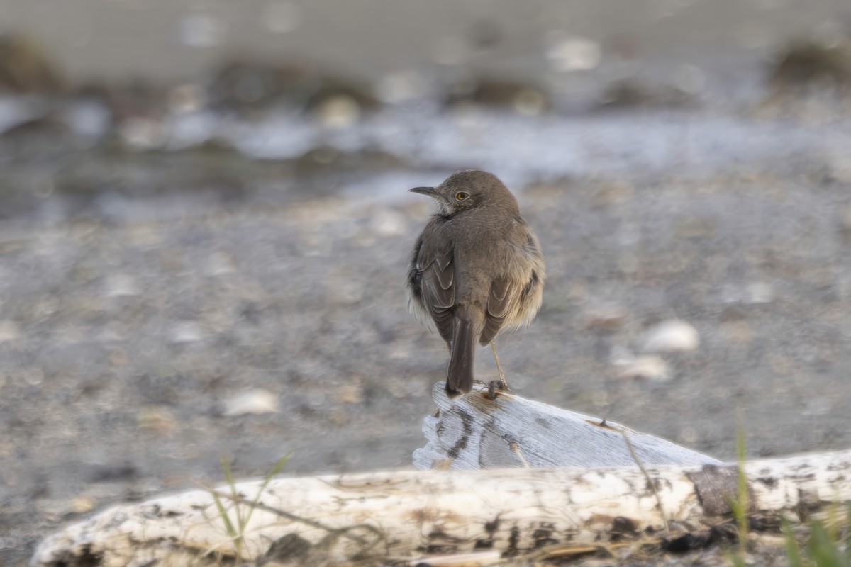 Sage Thrasher - ML633330564