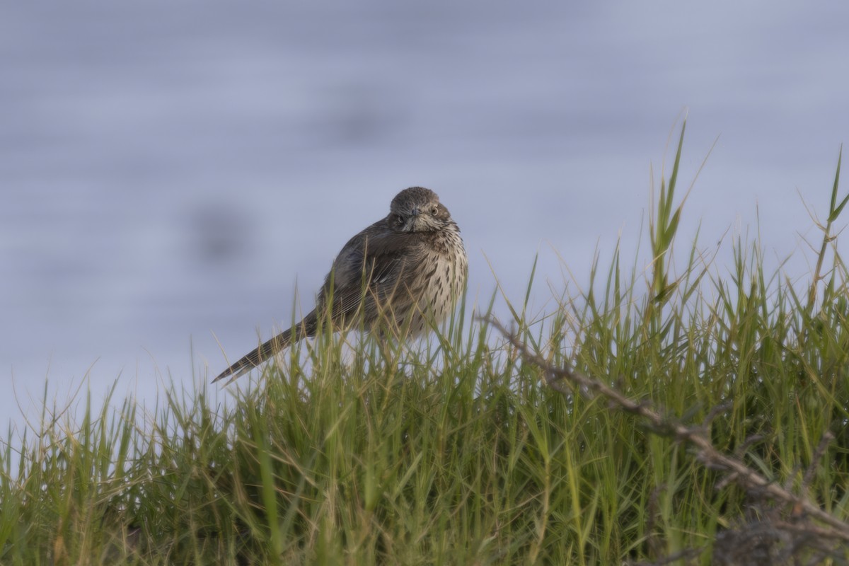 Sage Thrasher - ML633330565
