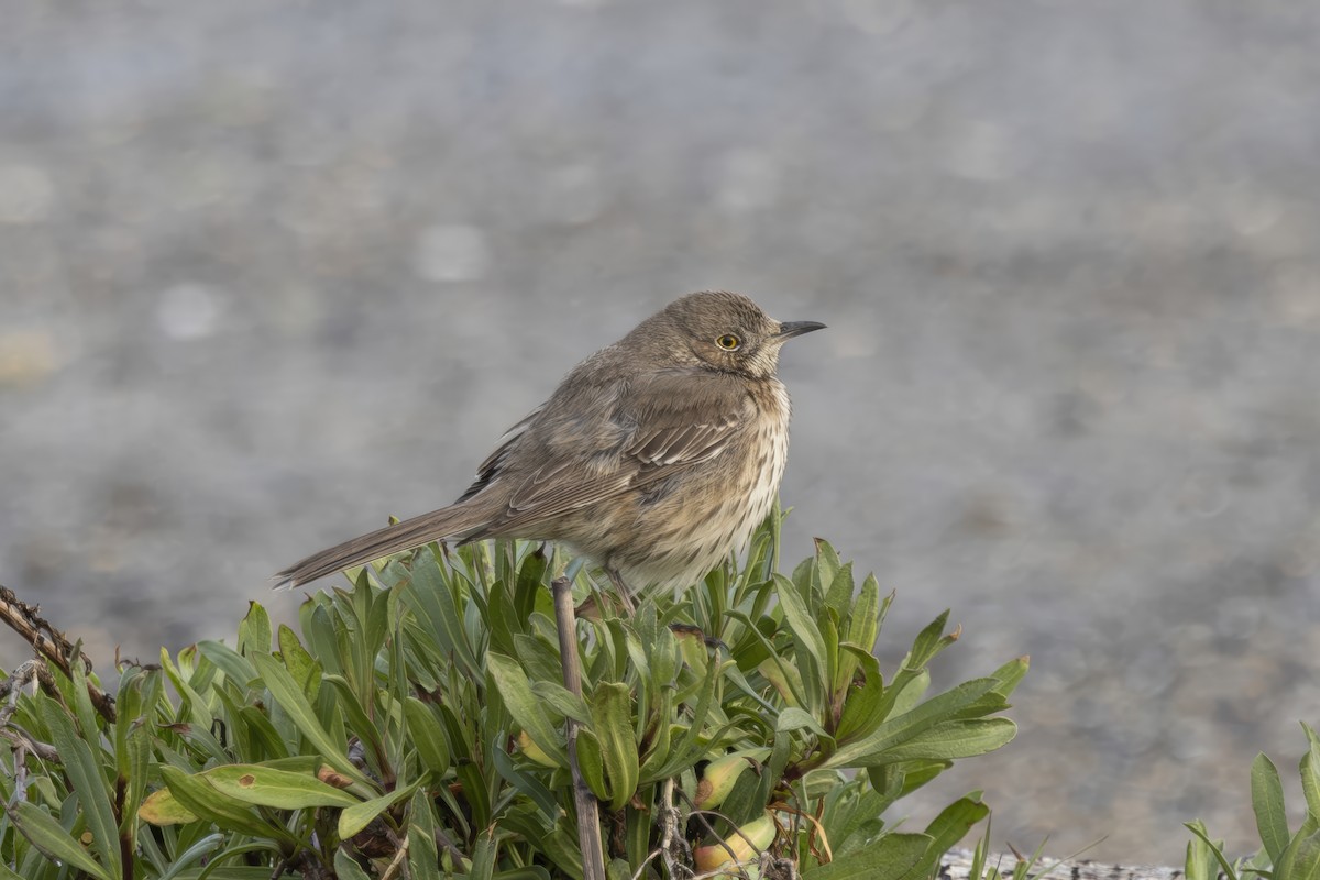 Sage Thrasher - ML633330568