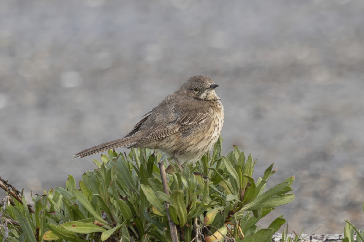 Sage Thrasher - ML633330569