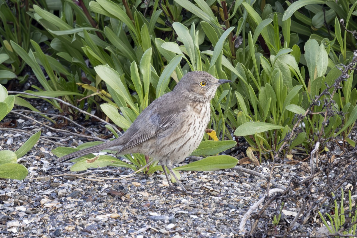 Sage Thrasher - ML633330570