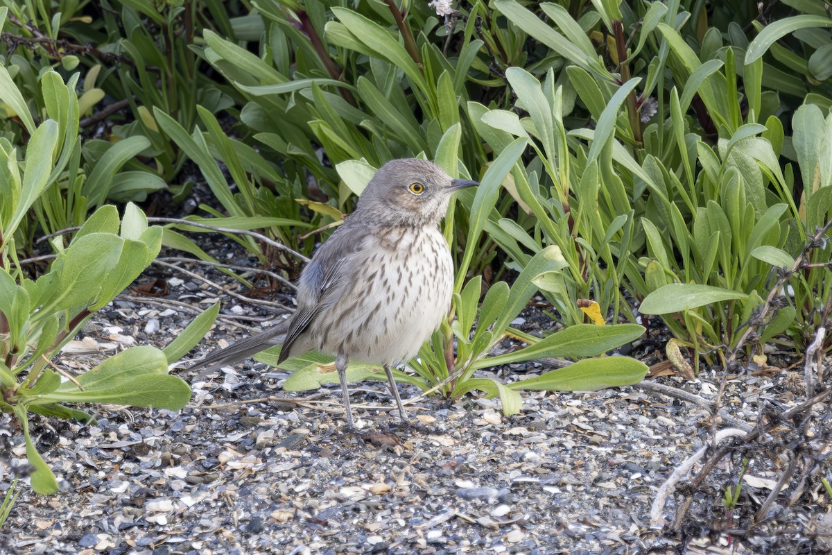 Sage Thrasher - ML633330571