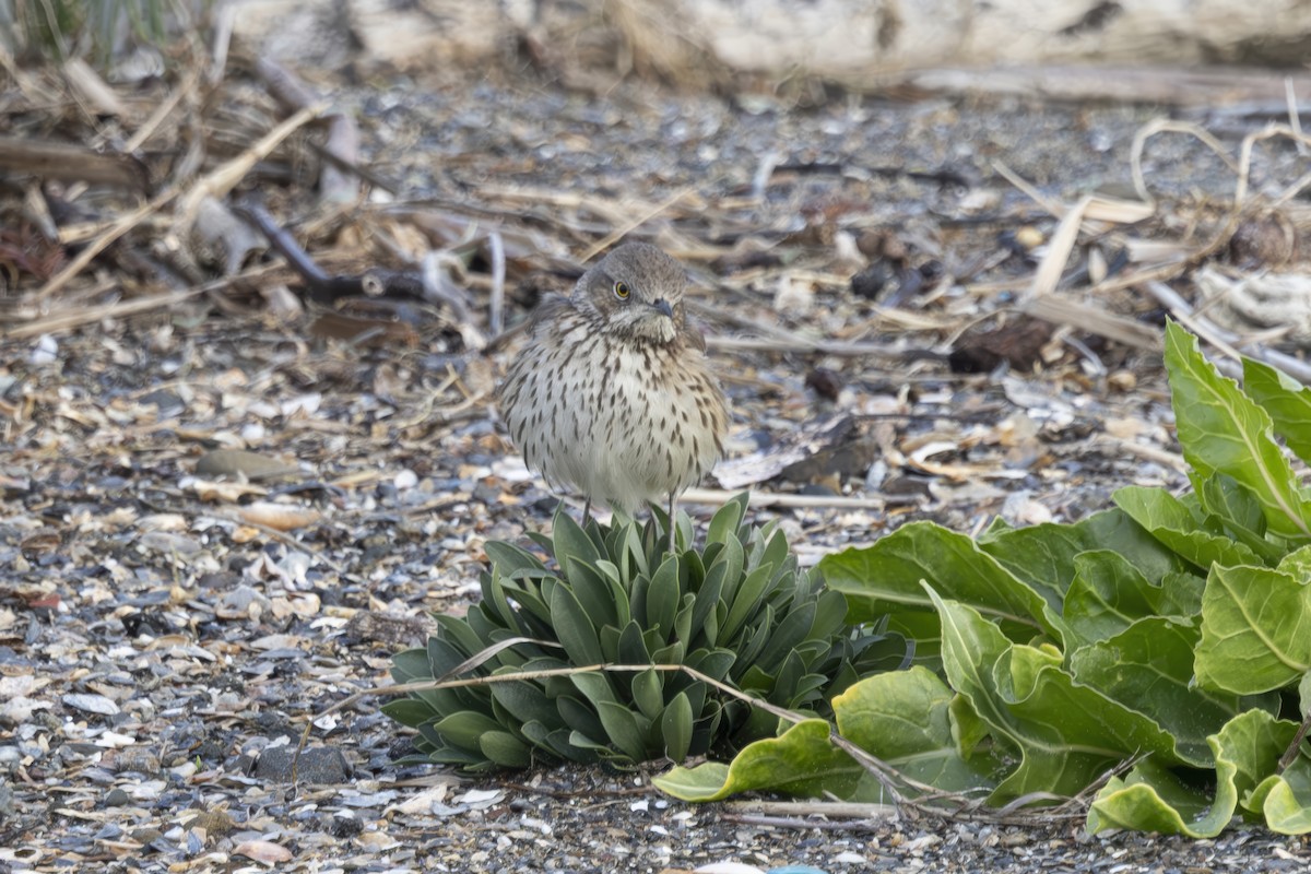 Sage Thrasher - ML633330572