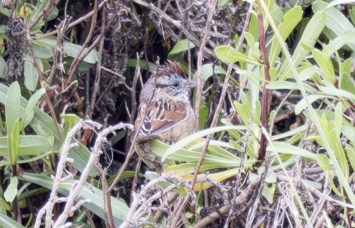 Swamp Sparrow - ML633330599
