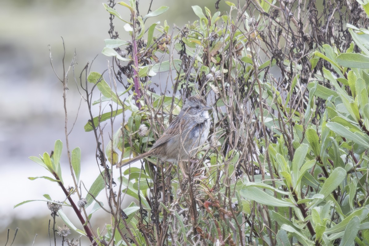 Swamp Sparrow - ML633330600
