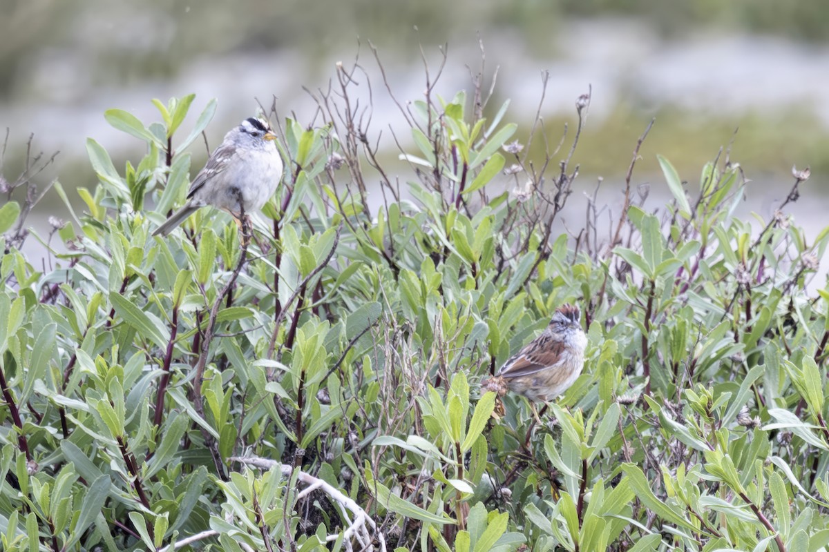 Swamp Sparrow - ML633330601