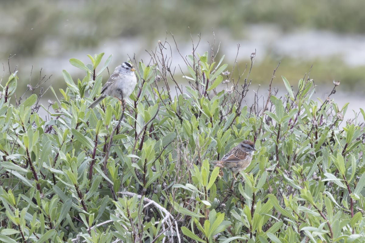Swamp Sparrow - ML633330603