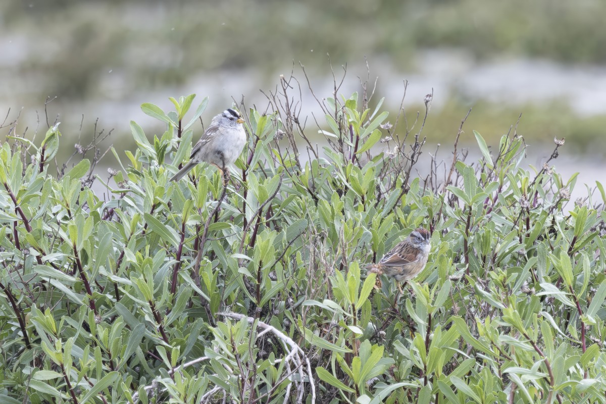 Swamp Sparrow - ML633330604