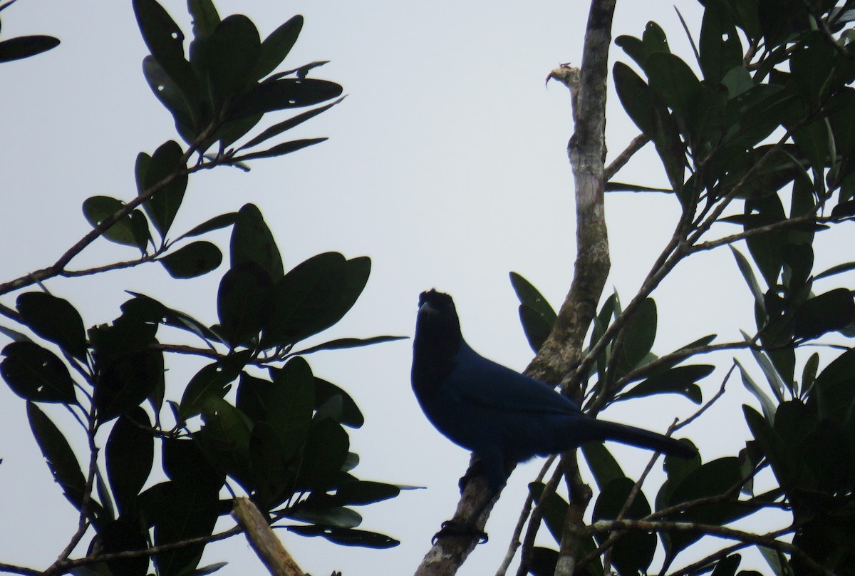Chara Cerúlea - ML633330606