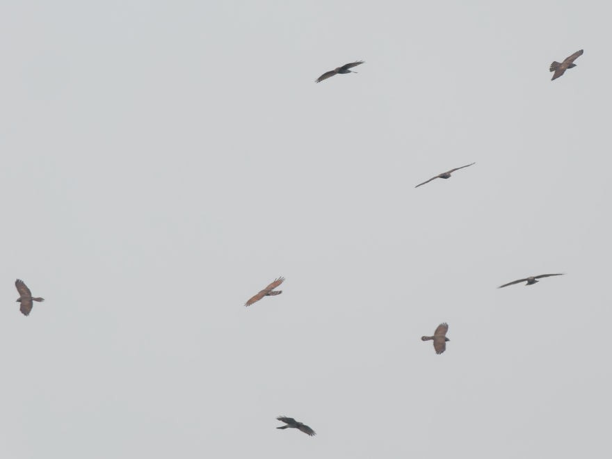 Gray-faced Buzzard - ML633330657
