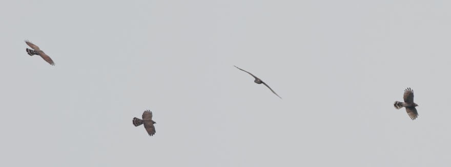 Gray-faced Buzzard - ML633330659