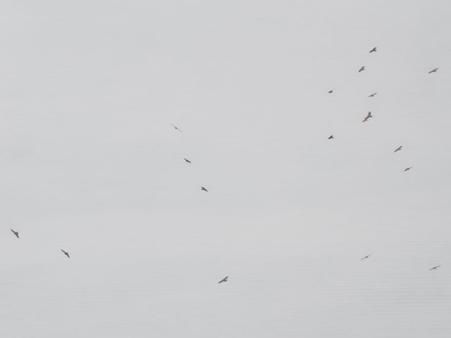 Gray-faced Buzzard - ML633330660