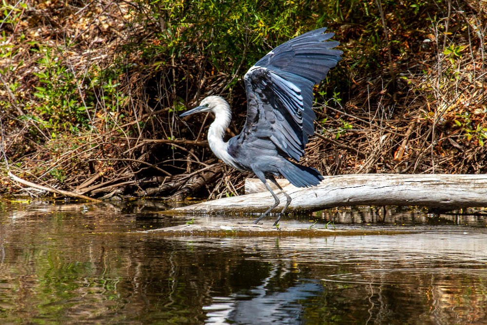 Pacific Heron - ML633330676