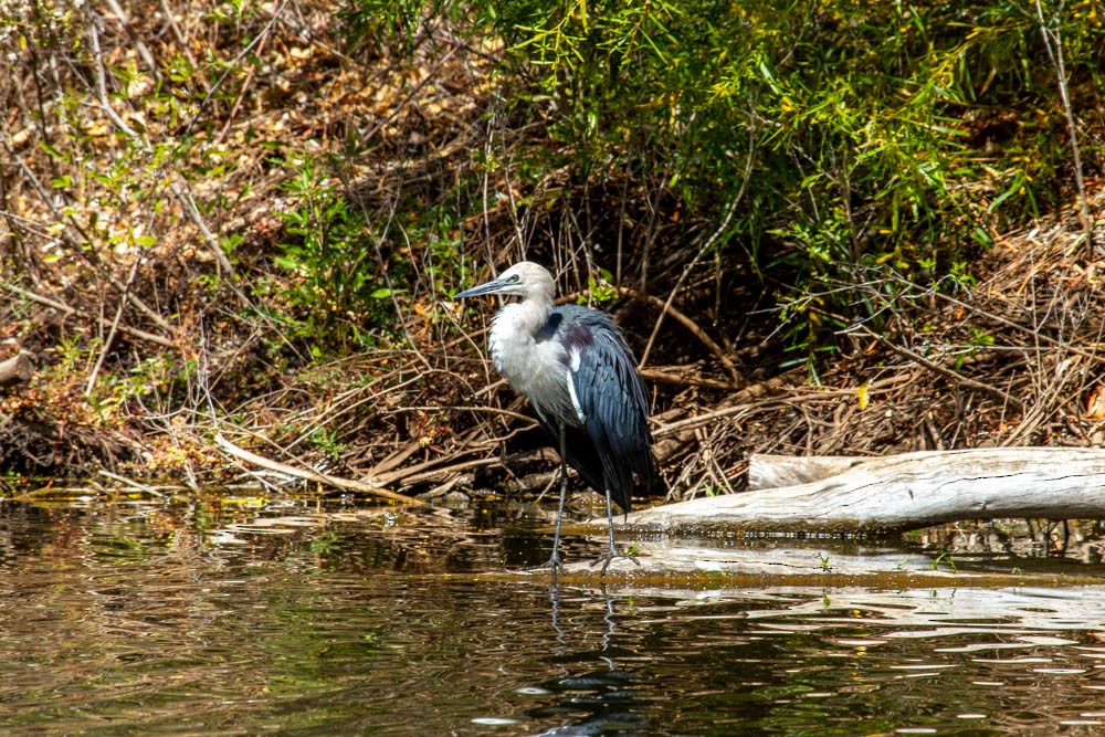 Pacific Heron - ML633330677