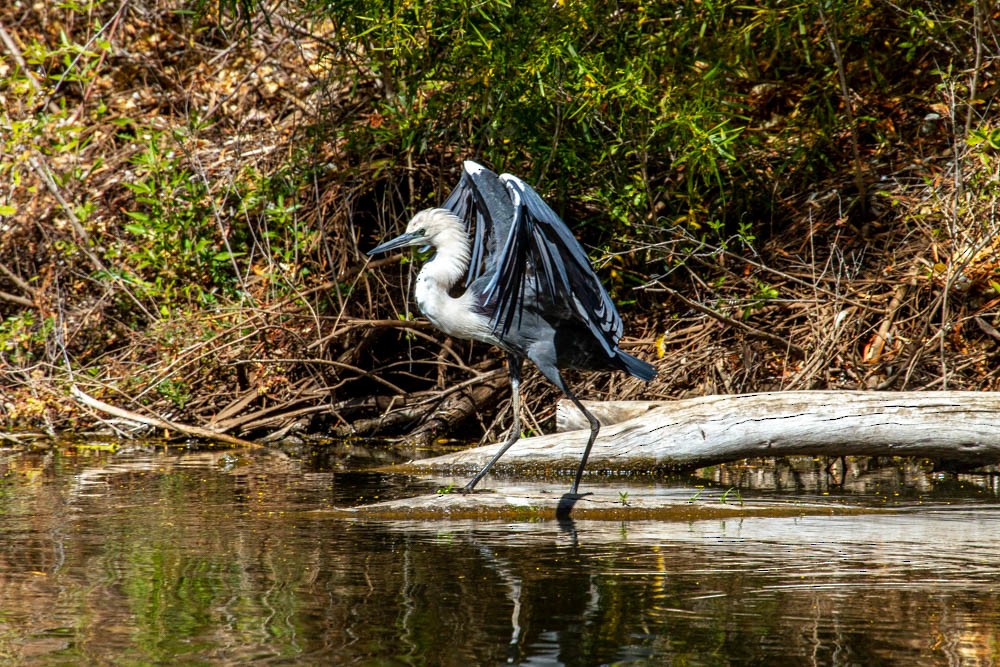Pacific Heron - ML633330678