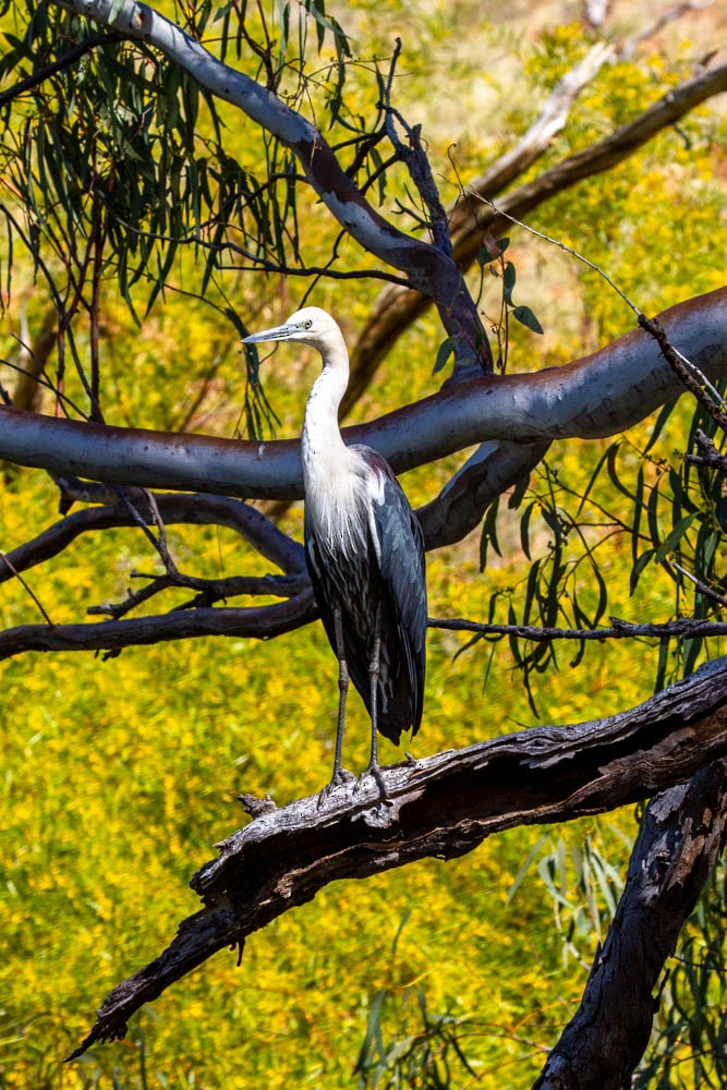 Pacific Heron - ML633330679